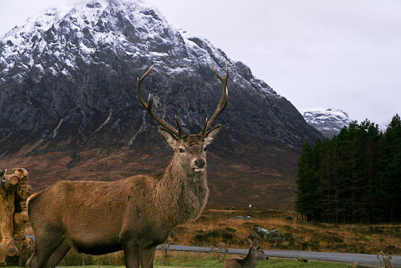 Stag