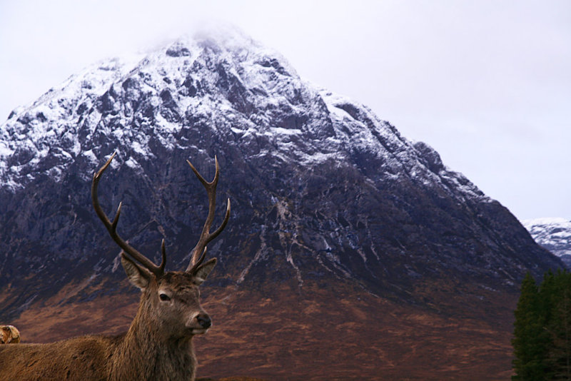 Stag