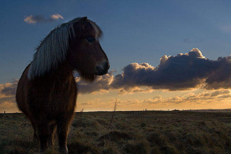 Pony