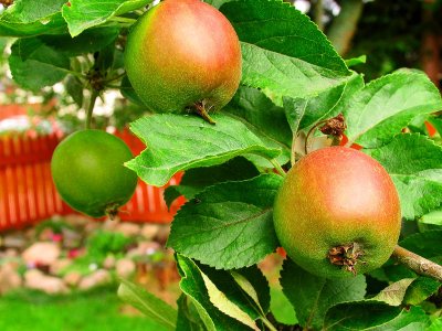 28th August Fruits