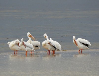 12 White Pelicans 578.jpg