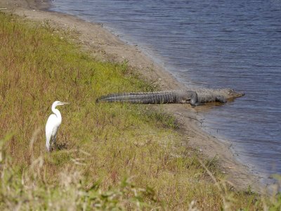 16 Egret  Gator 503.jpg