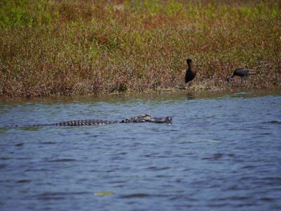 18 Glossy Ibis  Gator 365.jpg