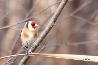 Chardonneret élégant / European Goldfinch