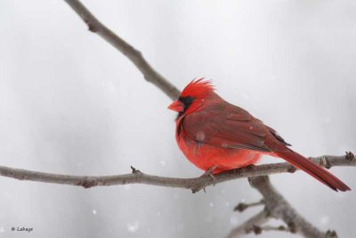Cardinal rouge / Male / Northern Cardinal