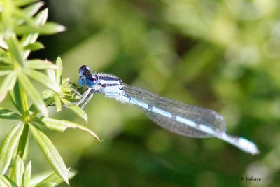 Agrion saupoudr