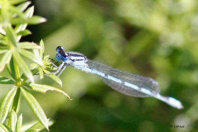Agrion saupoudré