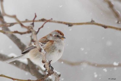 Bruant hudsonien / American Tree Sparrow