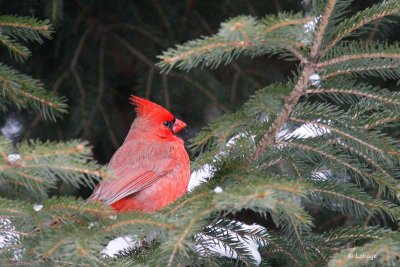 Cardinal Rouge / Male / Northern Cardinal