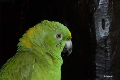 Amazone poudre / Mealy Parrot