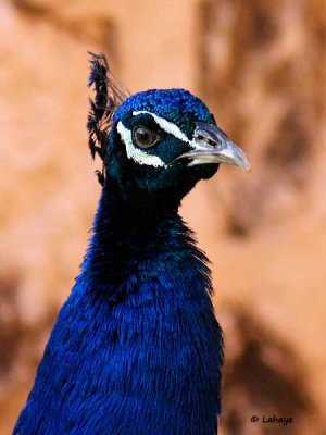 Paon bleu /Male / Blue Peacock