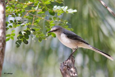 Moqueur des savanes / Tropical Mockingbird