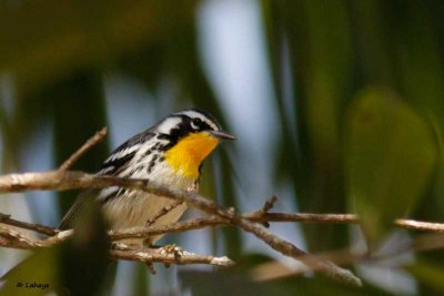 Paruline  gorge jaune / Yellow-troated Warbler