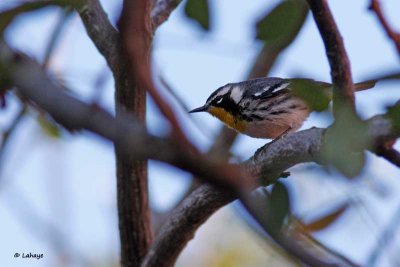 Paruline  gorge jaune / Yellow-throated Warbler
