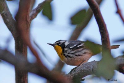 Paruline  gorge jaune / Yellow-throated Warbler