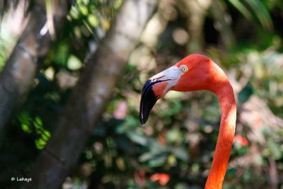 Flamant des Carabes / American Flamingo