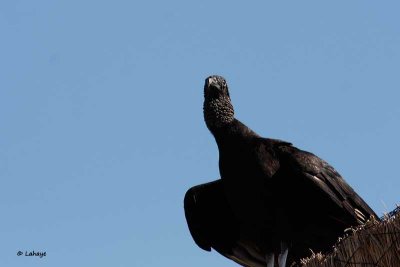 Urubu noir / Black Vulture