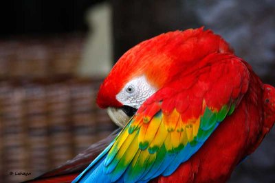 Ara rouge / Scarlet Macaw
