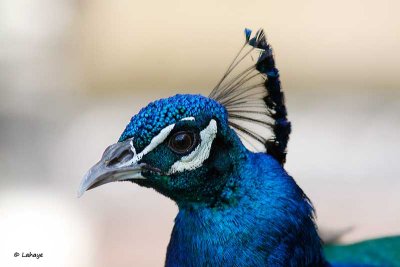 Paon Bleu / Male / Blue Peacock