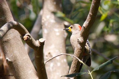 Pic  front dor / Golden-fronted Woodpecker