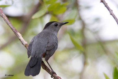 Moqueur chat / Gray Carbird