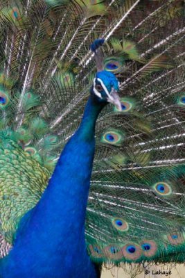 Paon bleu / Blue Peacock