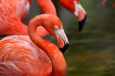 Flamants des Carabes / American Flamingos