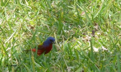 Passerin nonpareil / Male / Painted Bunting