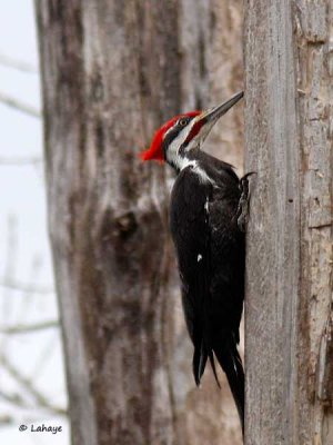 Grand Pic / Male / Pileated Woodpecker