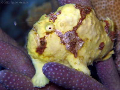Susy's Frogfish