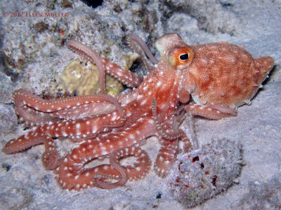 White Spotted Octopus