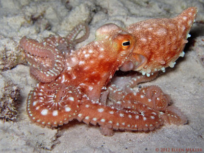White Spotted Octopus