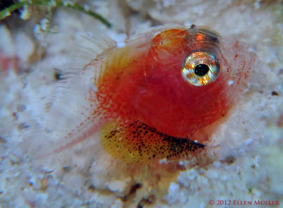 Larval Scorpionfish