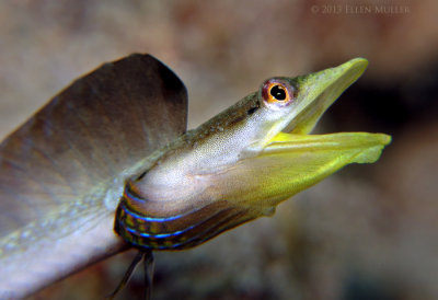 Pikeblenny