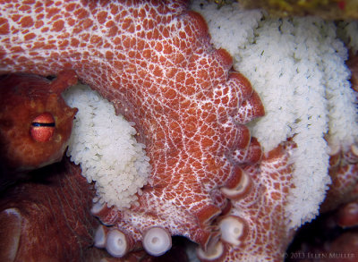 Octopus with Eggs