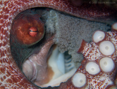 Octopus with Eggs