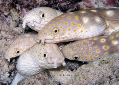 Sharptail Eel Convention