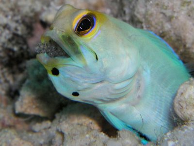 Male Yellowhead Jawfish with Eggs