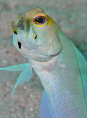 Male Yellowhead Jawfish with Eggs
