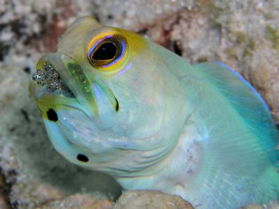 Male Yellowhead Jawfish with Eggs