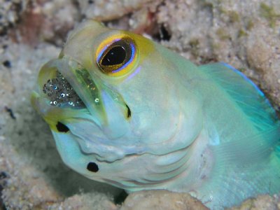 Male Yellowhead Jawfish with Eggs