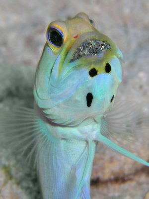 Male Yellowhead Jawfish with Eggs