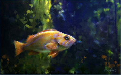 Yellow Fish.jpg