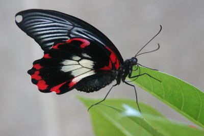 Cambridge Butterfly Conservatory, Ontario, Canada.