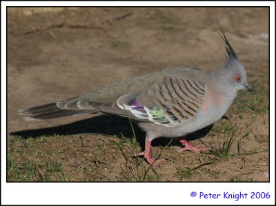 19-Aug-06 Crested pigeon 8744_s.jpg
