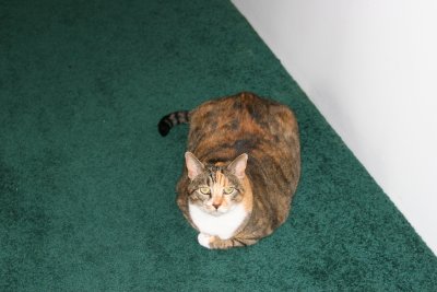 Pop's Cat