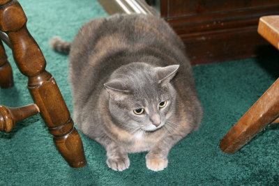Barb's Cat