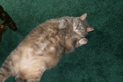 Rub my belly please