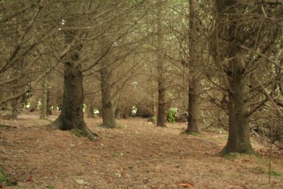 Wexford