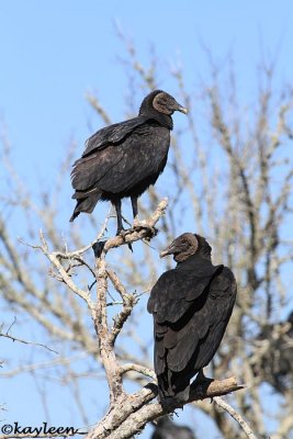 Black vultures